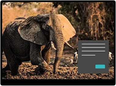 Africa Dark theme for Windows 11