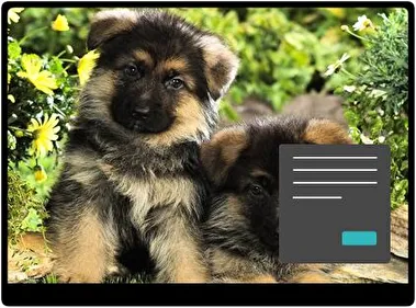 Baby Animals Dark theme for Windows 11
