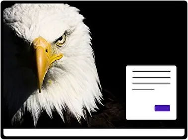 Bald Eagle theme for Windows 11