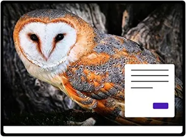 Barn Owl theme for Windows 11
