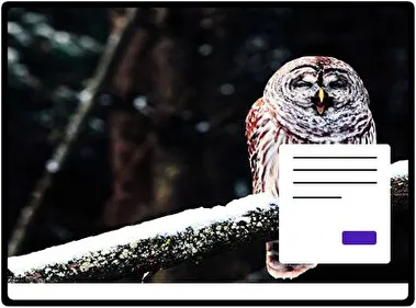 Barred Owl theme for Windows 11