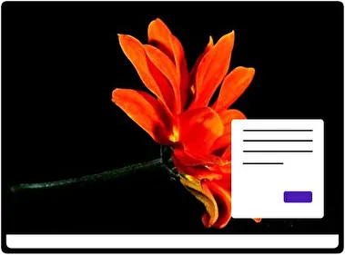 Black Flowers theme for Windows 11