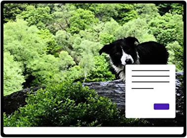 Border Collie theme for Windows 11