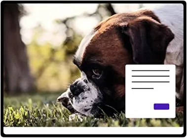 Boxer theme for Windows 11