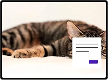 Cats theme for Windows 11