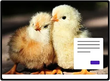 Chicken theme for Windows 11