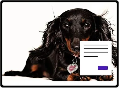 Dachshund theme for Windows 11