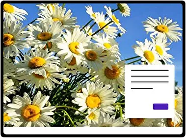 Daisy theme for Windows 11