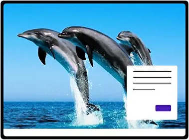 Dolphin theme for Windows 11