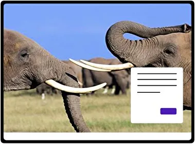 Elephant theme for Windows 11