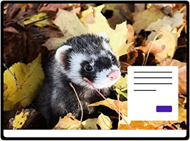 Ferret theme for Windows 11