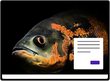 Fish theme for Windows 11