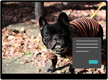 French Bulldog Dark theme for Windows 11