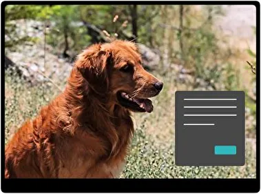 Gold Retriever Dark theme for Windows 11