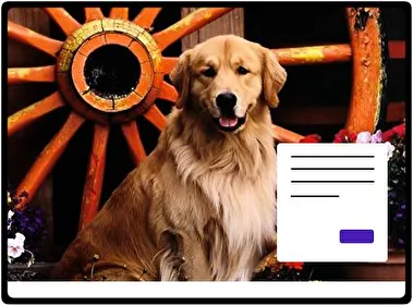 Gold Retriever theme for Windows 11