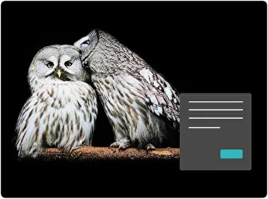 Great Grey Owl Dark theme for Windows 11