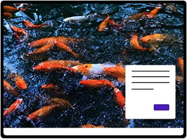 Koi theme for Windows 11