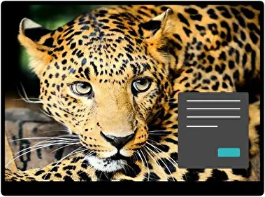 Leopard Dark theme for Windows 11