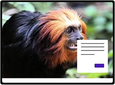 Monkey theme for Windows 11