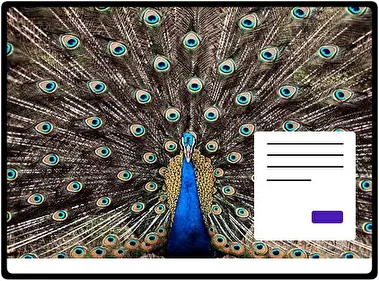 Peafowl theme for Windows 11