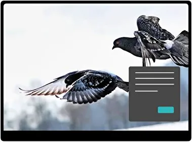 Pigeon Dark theme for Windows 11