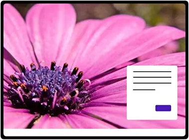 Pink theme for Windows 11