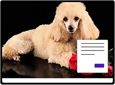 Poodle theme for Windows 11