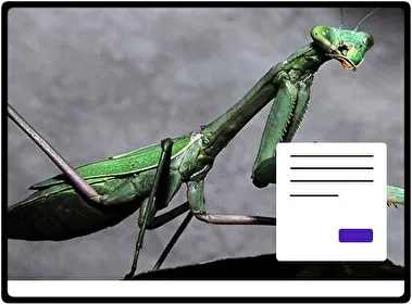 Praying Mantis theme for Windows 11