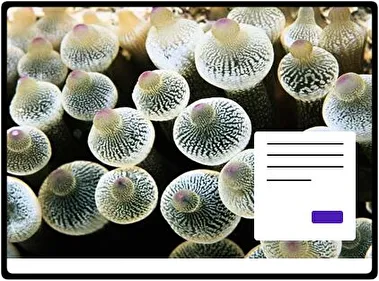 Sea Life theme for Windows 11