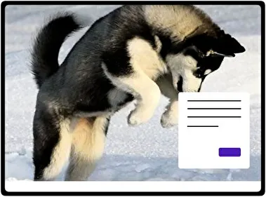 Siberian Husky theme for Windows 11