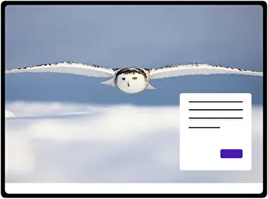 Snowy Owl theme for Windows 11