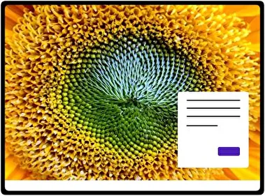 Sunflower theme for Windows 11