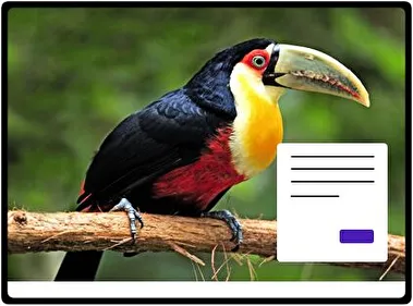 Toucan theme for Windows 11