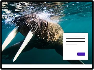 Walrus theme for Windows 11