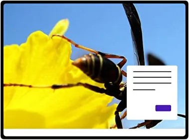 Wasp theme for Windows 11