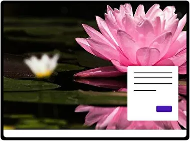 Water Lily theme for Windows 11
