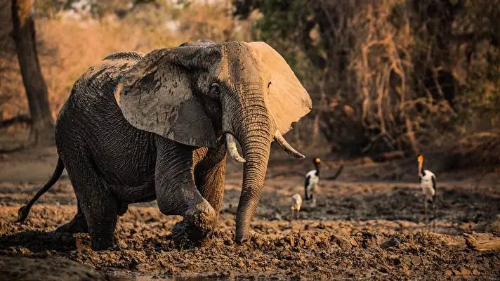 Africa theme for Windows 11 Slideshow image 2