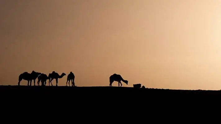 Africa theme for Windows 11 Slideshow image 3