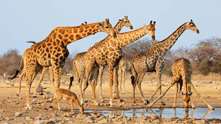 Africa theme for Windows 11 Slideshow image 4