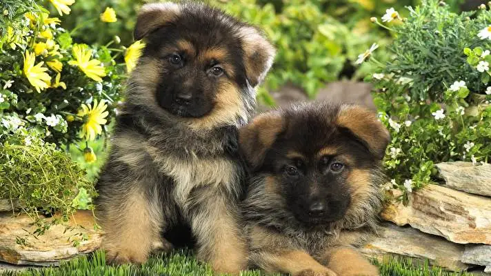 Baby Animals theme for Windows 11 Slideshow image 2