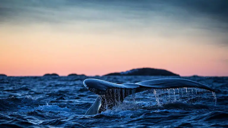 Best Ultra HD 4K Dark theme for Windows 11 Slideshow image 4