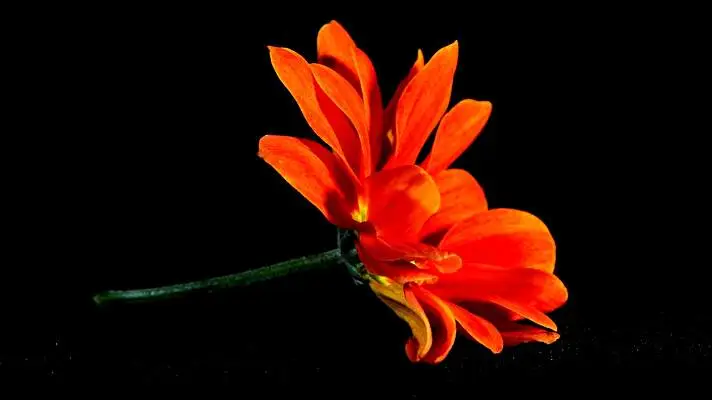 Black Flowers theme for Windows 11 Slideshow image 1