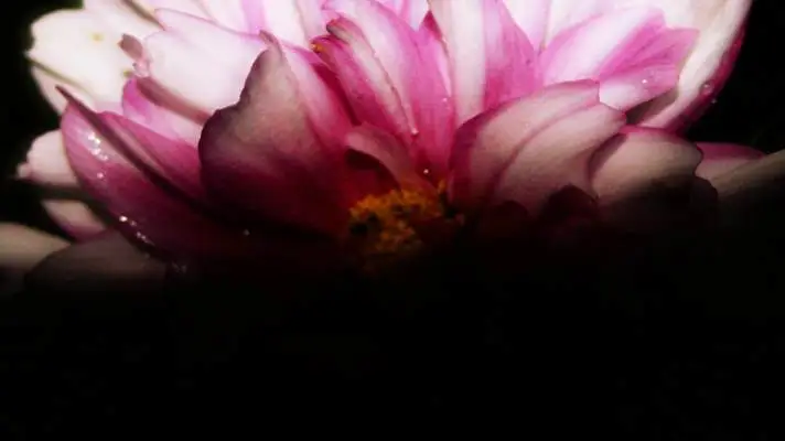 Black Flowers theme for Windows 11 Slideshow image 2