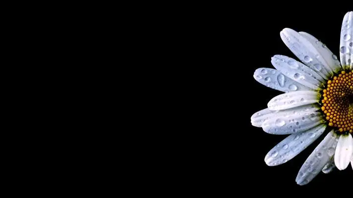 Black Flowers theme for Windows 11 Slideshow image 3