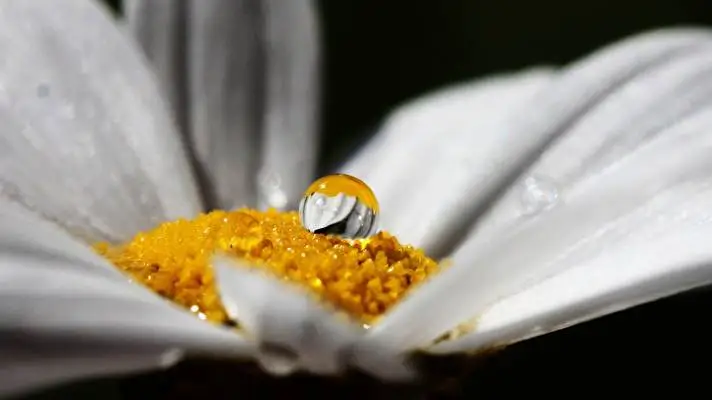 Black Flowers theme for Windows 11 Slideshow image 4