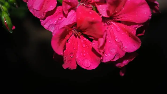 Black Flowers theme for Windows 11 Slideshow image 5