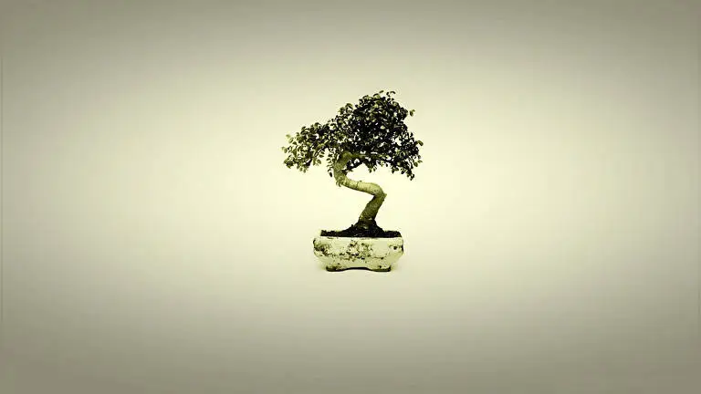 Bonsai Tree theme for Windows 11 Slideshow image 1