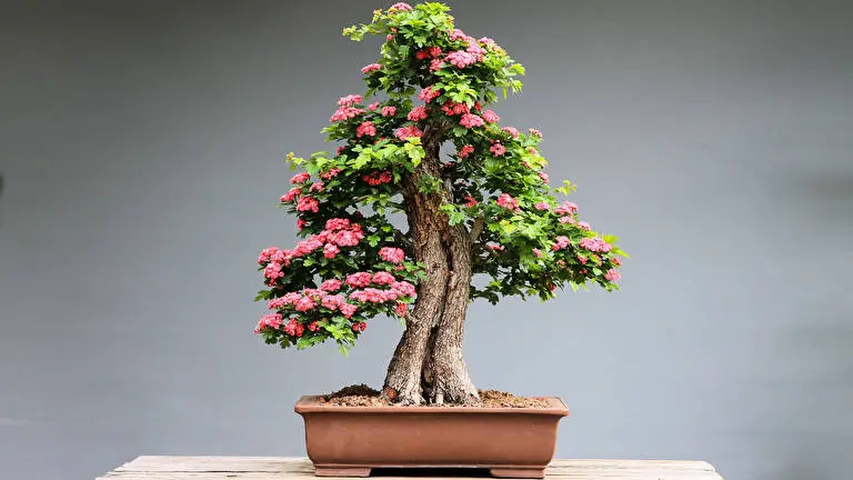 Bonsai Tree theme for Windows 11 Slideshow image 2