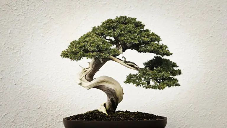 Bonsai Tree theme for Windows 11 Slideshow image 3