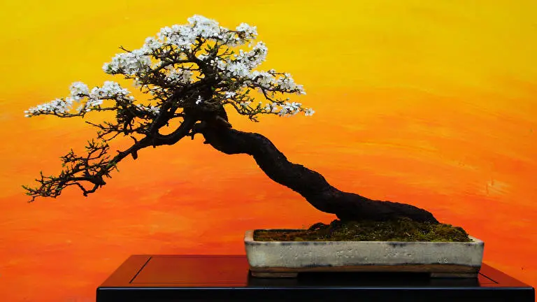 Bonsai Tree theme for Windows 11 Slideshow image 4